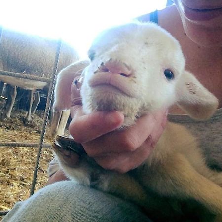 Agriturismo Oasi Del Pianettino Campagnatico Kültér fotó