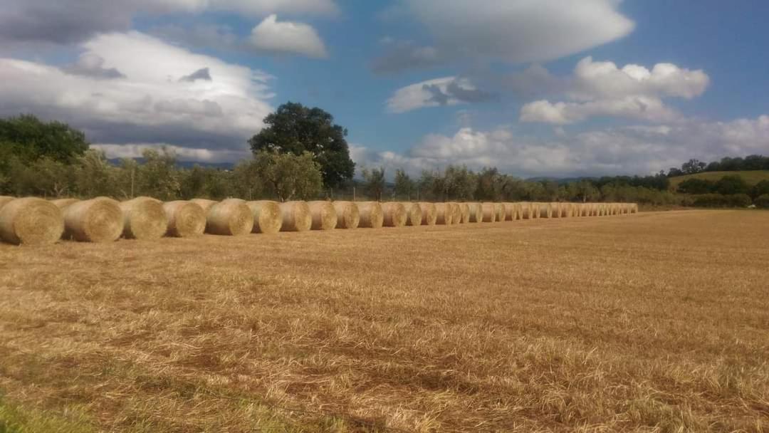 Agriturismo Oasi Del Pianettino Campagnatico Kültér fotó
